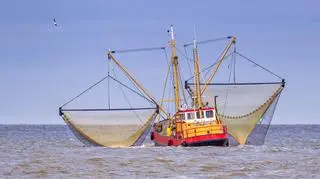 Stado wschodnie dorsza od wielu lat było objęty ochroną od 1 lipca do 31 sierpnia