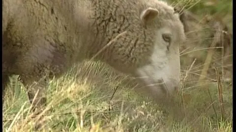 Polskie owce na plusie