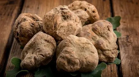 Sezon zbiorów rozpocznie się 10 września