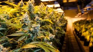 Polska będzie uprawiać marihuanę?