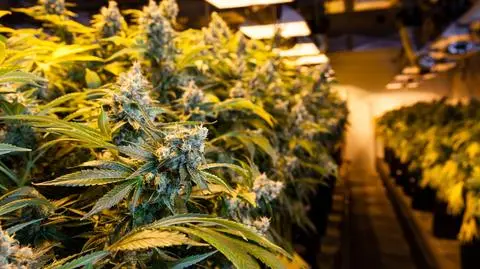 Rząd chce uprawiać marihuanę. "Po co mamy płacić Holandii?"