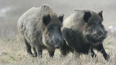Budowa płotu na granicy z Białorusią będzie analizowana