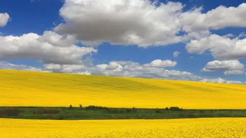 Producenci roślin białkowych chcą wyższej dopłaty do ich upraw