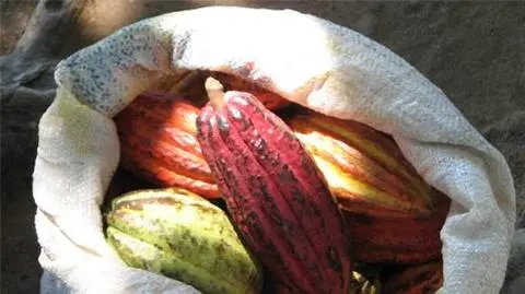 Król kakao podbija cenę