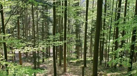 Lasy Państwowe na plusie. Zysk w tym roku sięgnął już 400 mln zł