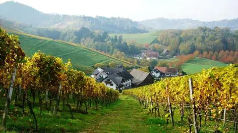 Rekordowy rok polskich winnic