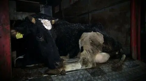 Podejrzane mięso z polskiej rzeźni trafiło do Szwecji