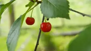 Ceny owoców będą zależały m.in. od tego, jak będzie kształtował się eksport