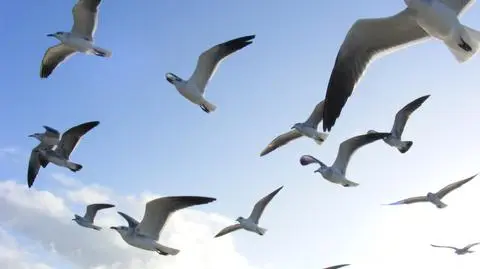 Powstaje system do monitorowania ptaków w pobliży farm wiatrowych