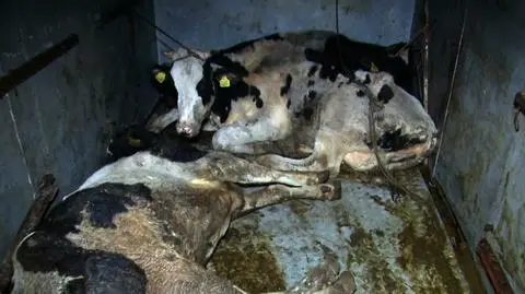 Inspektorzy Komisji Europejskiej przez 5 dni będą badać polskie mięso