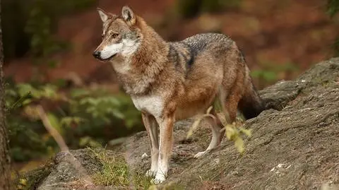 Muzeum Górnośląskie uruchomiło bank DNA zwierząt