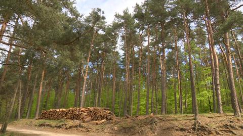 Nowela o wykupie prywatnych gruntów leśnych uchwalona