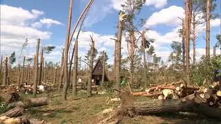 Morawiecki chce zwolnić z podatku osoby, porządkujące lasy po nawałnicach
