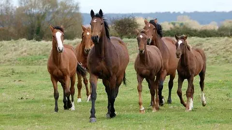 Konkurs na prezesa stadniny w Janowie Podlaskim