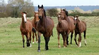 Trwa konkurs na stanowisko prezesa stadniny w Janowie Podlaskim 