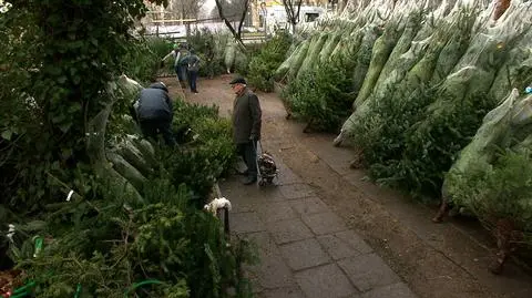 Ekskluzywne choinki dominują. Biznes trwa w najlepsze