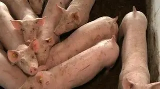 Wielkie zagrożenie i wielkie pieniądze. 3 biliony dolarów - tyle, według szacunków Banku Światowego - kosztowałaby pandemia grypy. Obawa przed chorobą uderza w giełdy, rynki surowców a także waluty krajów wschodzących - w tym złotego. Jak może to wpłynąc na kondycję polskich firm i o tym, że informacje złe dla jednych mogą się okazać bardzo dobre dla innych. 