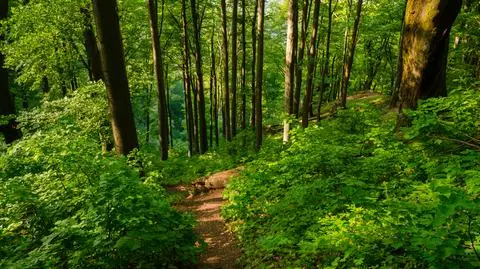 Większość jednostek Lasów Państwowych przystąpi do PPK od stycznia 2020 r.