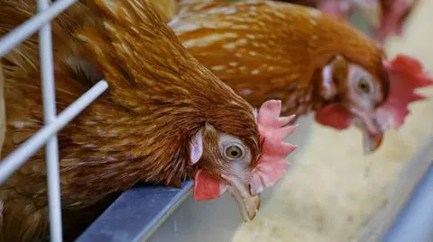 Eksport polskiego drobiu rośnie