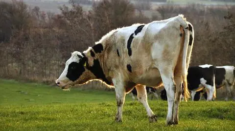 Sawicki: potrzebna większa współpraca w obliczu zmian na rynku mleka