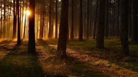 Kopacz o prywatyzacji lasów Państwowych