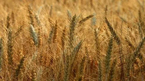 Zboże płynie za morze