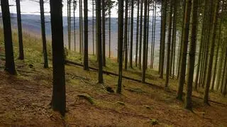 Prezydent zawetował nowelę ustawy o lasach dopuszczającą sprzedaż lasów pod inwestycje publiczne