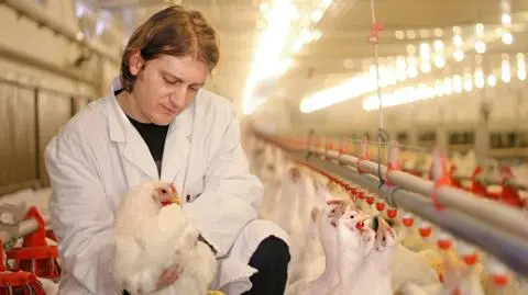 Antybiotyki w hodowli zwierząt a odporność ludzi na leki