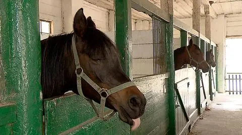 Sławomir Pietrzak został nowym szefem stadniny koni w Janowie Podlaskim 