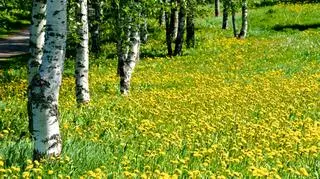 W projekcie badawczym naukowcy poszukują sposobu na uzyskanie z roślin czystej, ekologicznej i zielonej energii