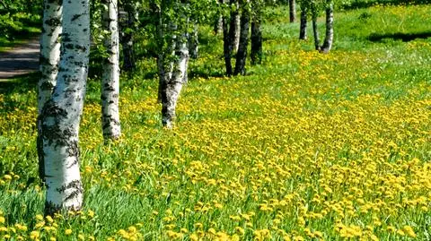 "Zielony" prąd wprost z rośliny? Polscy naukowcy już próbują