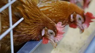 Zgodnie z nowymi przepisami, drób ma być utrzymywany w sposób ograniczający jego kontakt z dzikimi ptakami, ale nie oznacza to, że ma on przebywać w zamknięciu