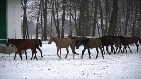 Słabe wyniki stadnin koni w Janowie Podlaskim i Michałowie