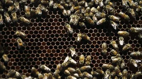 Ekolodzy alarmują: rzepak będzie zabójczy dla pszczół