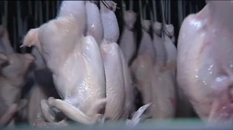 Salmonella w kurzym mięsie z Białorusi