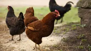 Chów klatkowy uważany jest za najmniej przyjazny kurom