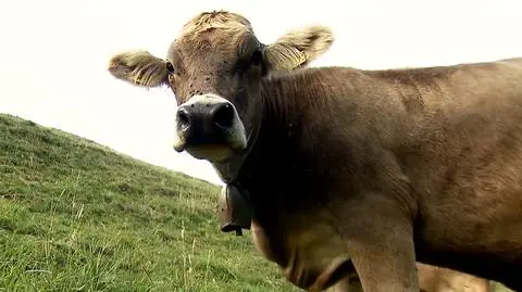 Sawicki: kwoty produkcji mleka przekroczyło ok. 63,5 tys. rolników