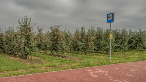 Od 1 września w Polsce ma pojawić się około 1400 linii autobusowych