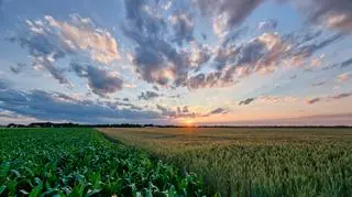 Do poniedziałku rolnicy złożyli 1 mln 330 tys. wniosków o dopłaty bezpośrednie