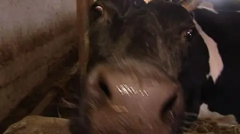 Genetycznie modyfikowane pasze