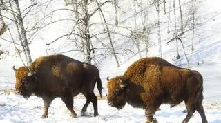 Pod koniec 2014 roku w polskiej części Puszczy Białowieskiej żyły 522 żubry.