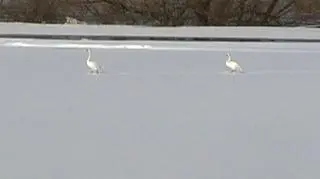 Czas na mieszkanie z widokiem na powódź. Atrakcyjne propozycje deweloperów na terenach zalewowych. Brzmi jak żart, ale to polska rzeczywistość. Rzeczywistość która może realizacje marzenia zmienić w koszmar. Patrycjusz Wyżga