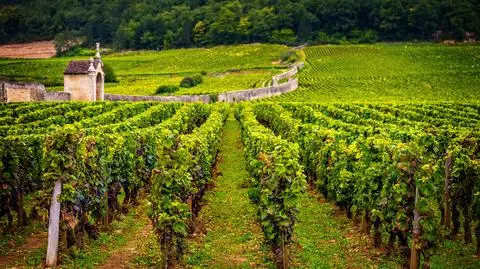 Francja/Winobranie rozpoczęte: zbiory będą mniejsze, ale jakość wysoka