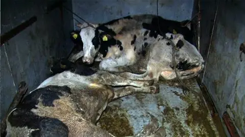 Chore bydło - podejrzana wołowina trafiła na Słowację (do szkół i restauracji)