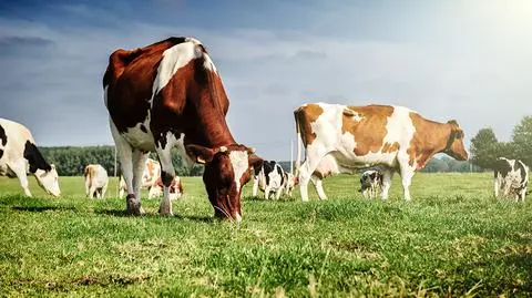 Krowa plus. Propozycja dopłat zaakceptowana przez Komitet Monitorujący PROW