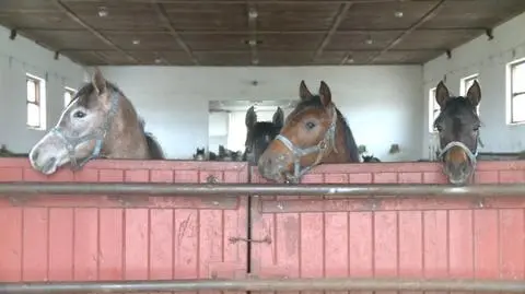 Stadnina w Janowie. Prokuratura stawia zarzuty Grzegorzowi M. z ANR