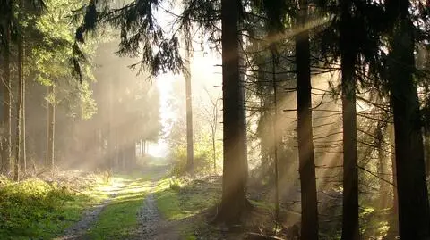 Polskie lasy nie mogą być sprzedane prywatnym inwestorom