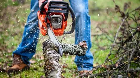 Nowe stawki za wycinkę drzew i krzewów