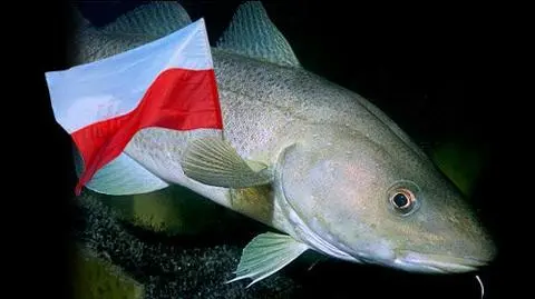 Wojna o polskiego dorsza trwa
