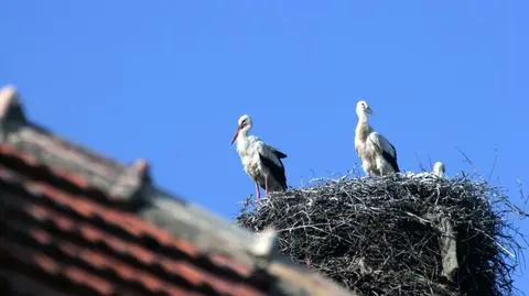 Ptaki wolą mieszkać w tradycyjnych wsiach w Polsce
